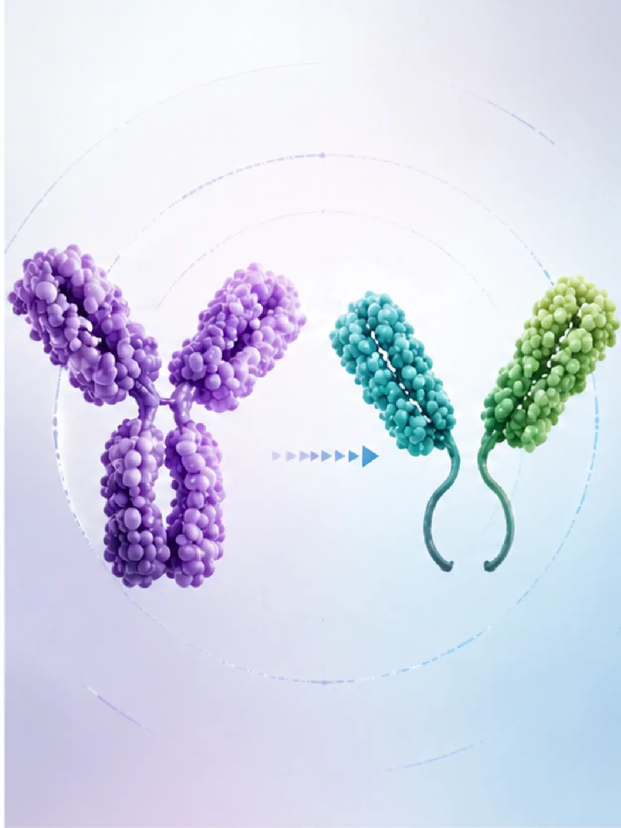 Antibody Conversion